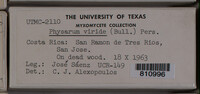 Physarum viride var. viride image